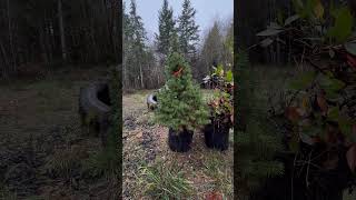 Cleaning the tree farm from tire 🛞 shorts tires farmpnwcleangreen [upl. by Studner421]