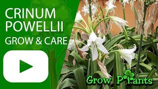 Crinum powellii  grow amp care Swamp lily [upl. by Nadda]