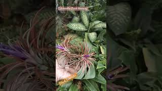 Tillandsia Ionantha Peach blooming airplants plants garden [upl. by Wulfe]