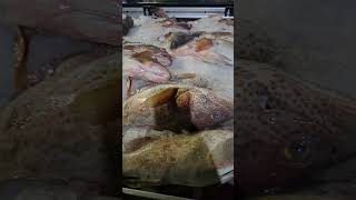 grouper fish00971554903734 fish fishing fishingvideo lobster food dubai market fishmarket ❤️ [upl. by Templas]