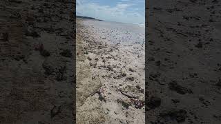 Conch Paradise on the Beach  Thousands of Shells in the Bahamas [upl. by Giardap309]