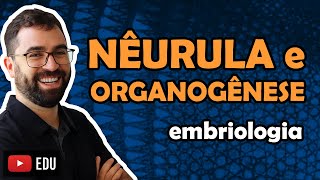 Nêurula e Organogênese Embriologia  Aula 04  Módulo VI Zoologia  Prof Guilherme [upl. by Trista719]