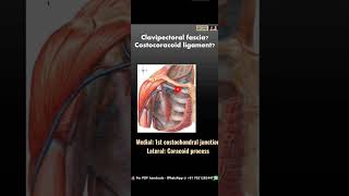 Clavipectoral fascia  Costocoracoid ligament  CALL [upl. by Hausmann]