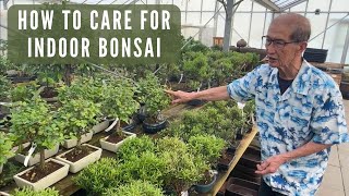 Care of Indoor Bonsai [upl. by Adnic210]