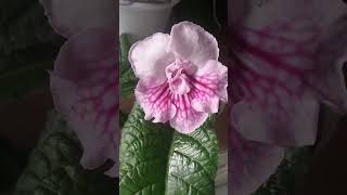 streptocarpus 💜 стрептокарпус спокуса houseplants [upl. by Michey]