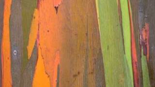 Rainbow Eucalyptus [upl. by Woothen252]