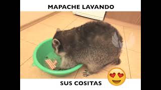 Mapache lavando sus cositas [upl. by Smitty]