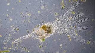 Stephanoceros fimbriatus  the most beautiful rotifer [upl. by Dranoel]