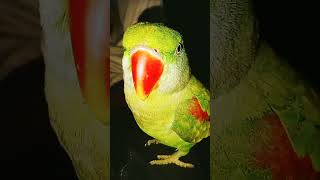 E Mummy mithu🦜 ko roti parrot talkingmulti videos 👍 [upl. by Oicnerual204]