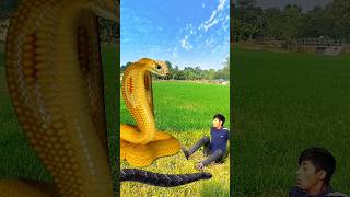 Anaconda Snake in real life P204shortssnake python snakes naginanaconda bigsnake viralVideo [upl. by Nonaihr554]