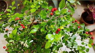 Orange Jasmine Murraya paniculata Plant Care Growing Tips amp Complete Information in Urdu amp Hindi [upl. by Oruasi]