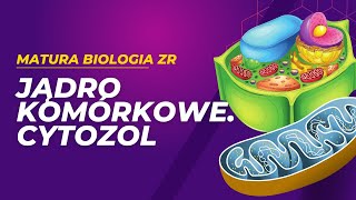 Jądro komórkowe i cytozol MATURA BIOLOGIA ZR [upl. by Suirtimid]