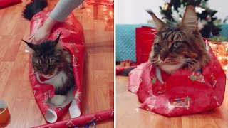 Patient cat allows owner to wrap it like a Christmas gift [upl. by Noguchi266]