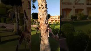 Парк отеля Wadi Lahmy Azur Resort part 3 😅🌊🏝️⛱️ Marsa Alam Egypt Оксанау2ь2ю [upl. by Gebler582]