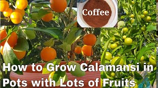 6 Steps to Whole Year Round Fruiting of Calamansi or Calamondin in Pots [upl. by Nhguavahs]