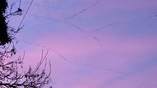 Pink footed geese in pink sky [upl. by Ethelred]