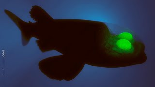 The Insane Biology of The Barreleye Fish [upl. by Ainafetse]