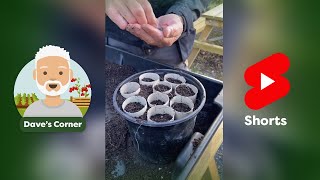 How to Sow Sweet Peas in Toilet Rolls [upl. by Hurlbut]