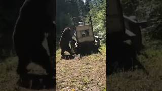 Grizzly bear gets mad after being released back into the wild animals [upl. by Nixie]