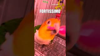 🪇 pianissimo  fortissimo 🎥 VO’d with permission from hinairotoridori IG shorts [upl. by Caitrin577]