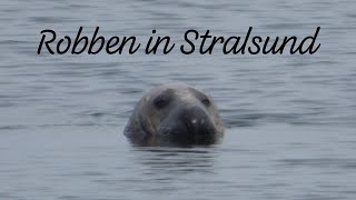 Kegelrobben im Stadthafen Stralsund  Nachtsichtgerät Coolife NV3180 [upl. by Idisahc]