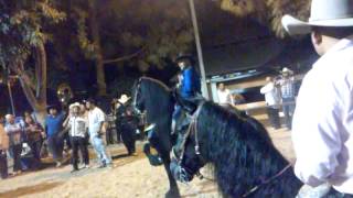 feria del caballo español la puente ca sabado 2015 [upl. by Bahner]