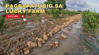 PAG PAPATUBIG SA LUCKY FARM [upl. by Wernda172]