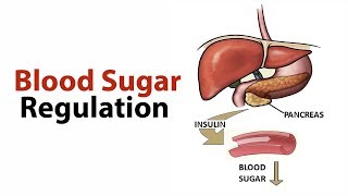 CHO METABOLISM Biochemistry Session 18Regulation of Blood Glucose Part1 [upl. by Barbee315]