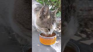 Feeding Homeless Stray Cats [upl. by Iraam]