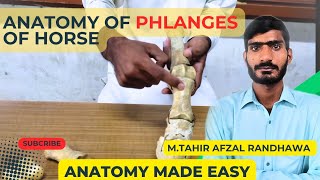 lecture  28 Anatomy of phalanges of forelimb amp hindlimbVeterinary Anatomy in HindiUrdu [upl. by Mccallion]