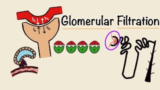 Glomerular Filtration  GFR  Starling Forces  Tubuloglomerular Feedback  Renal Physiology [upl. by Nyleak655]