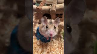 A mouse a hamster or a rat which do you prefer animals rat mouse hamsters hamsterkombat [upl. by Bowne]