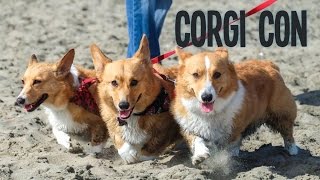 700 CORGI PUPPIES INVADE BEACH  CORGI CON  Life After College Ep 444 [upl. by Attiuqram]