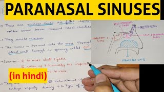 Paranasal Sinuses  1  Head amp Neck [upl. by Hollenbeck]