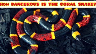 HOW DEADLY IS THE CORAL SNAKE  the most venomous snakes in North America [upl. by Frechette]