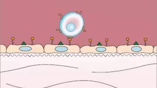 Adhesion in Leukocyte Extravasation [upl. by Alphard]