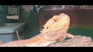 The central bearded dragon Pogona vitticeps also known as the inland bearded dragon [upl. by Anitsrik]