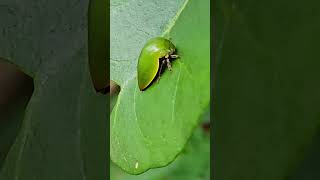 Green treehopper camouflage Playa del Carmen Mexico tropical Caribbean jungle insect life nature [upl. by Ojillib]