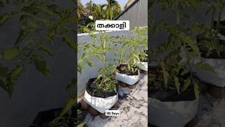 Tomato plant after sucker pruning 30 days shorts [upl. by Catima603]