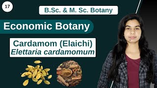 Economic Botany  Cardamom Elaichi  Elettaria cardamomum  B Sc amp M Sc [upl. by Dewayne]