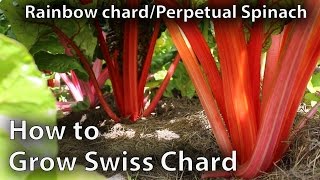 How to Grow Swiss Chard in Abundance [upl. by Leber]