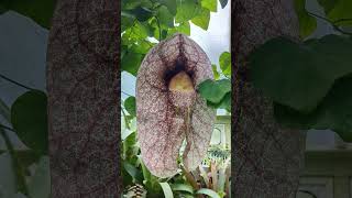 Alien flower KEW GARDENS Aristolochia gigantea plants gardening [upl. by Elinnet]