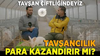 TAVŞANCILIK PARA KAZANDIRIR MI  Tavşan Çiftliğindeyiz [upl. by Soulier]