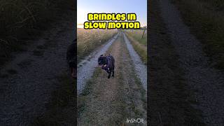 Brindles playing in slow motion at Portland Bill shorts dog slowmotion [upl. by Wylen]