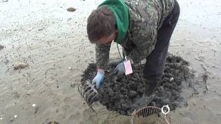 Duxbury Quahog Digging [upl. by Romeo353]