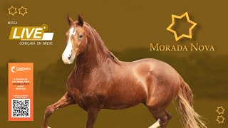 Live Haras Morada Nova [upl. by Gallagher]