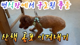 우주2 번식장에서 구조된 푸들 개의 산책 회차별 꼬리 높이 변화 [upl. by Thomasina]