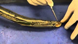 Lamprey Dissection 1 [upl. by Esoj437]