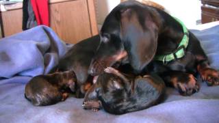 Dachshund 3rd Puppy Birth [upl. by Lindblad]