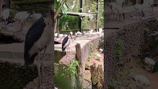 The marabou stork birds beautiful nature forest kanniyakumari zoo sanctuary tourism travel [upl. by Adnala]